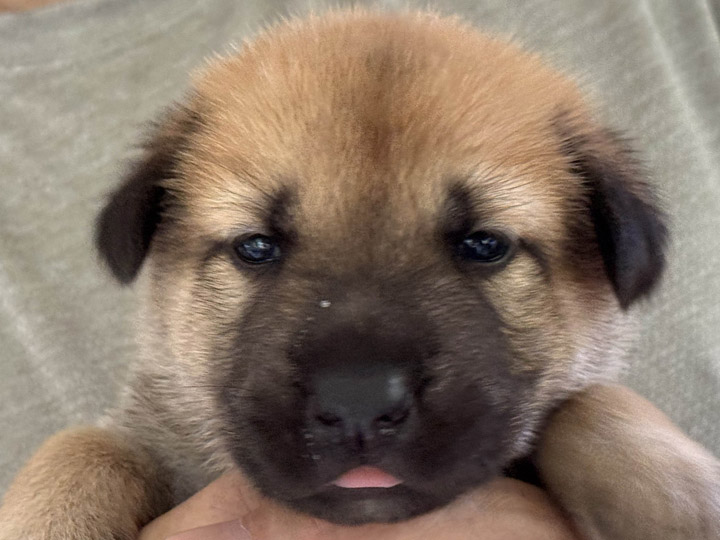 chinook puppy
